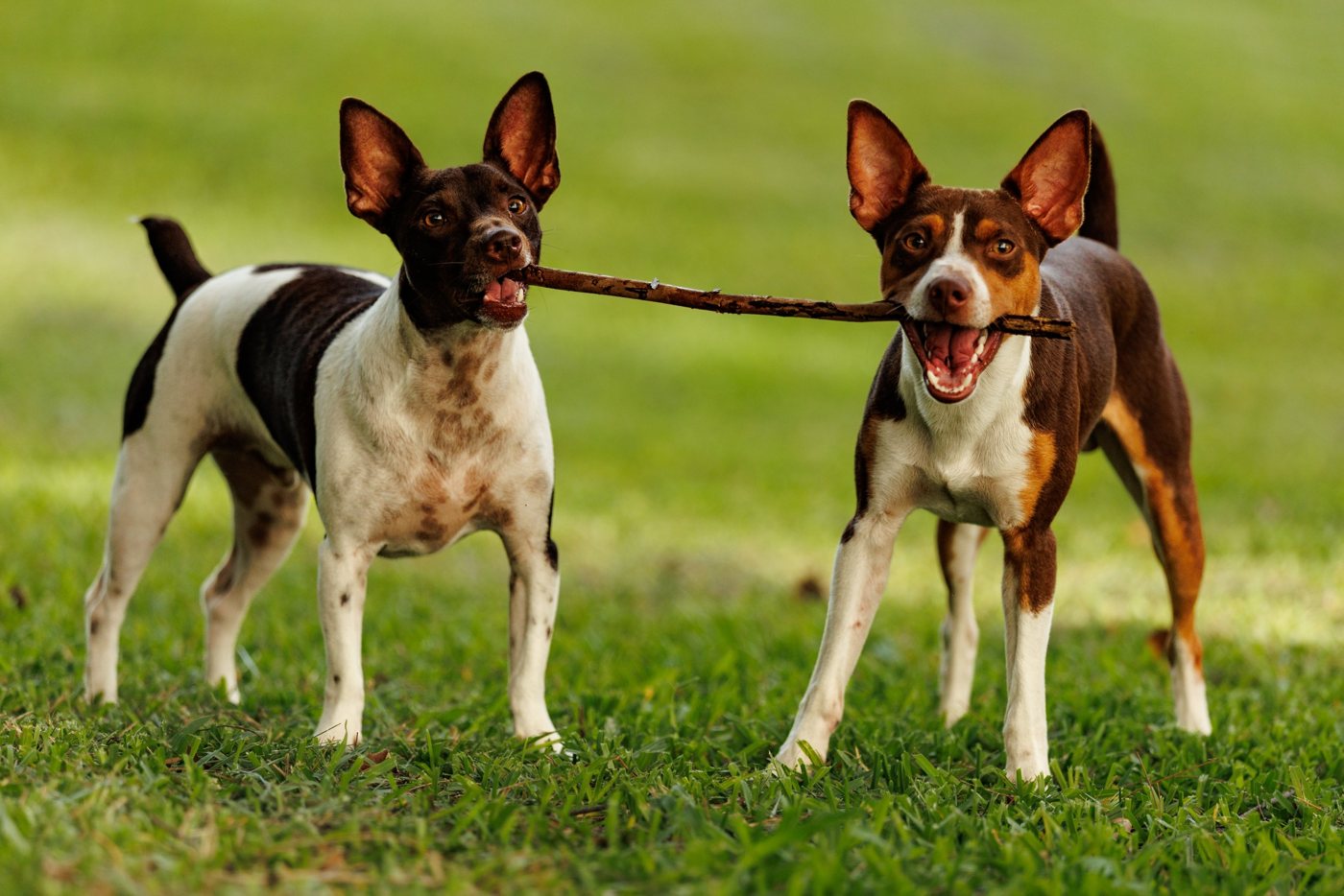 Two dogs standing in the grass, each holding one end of the same stick