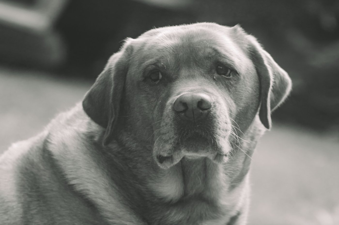 Black and white portrait of an older lab looking gently into the camera