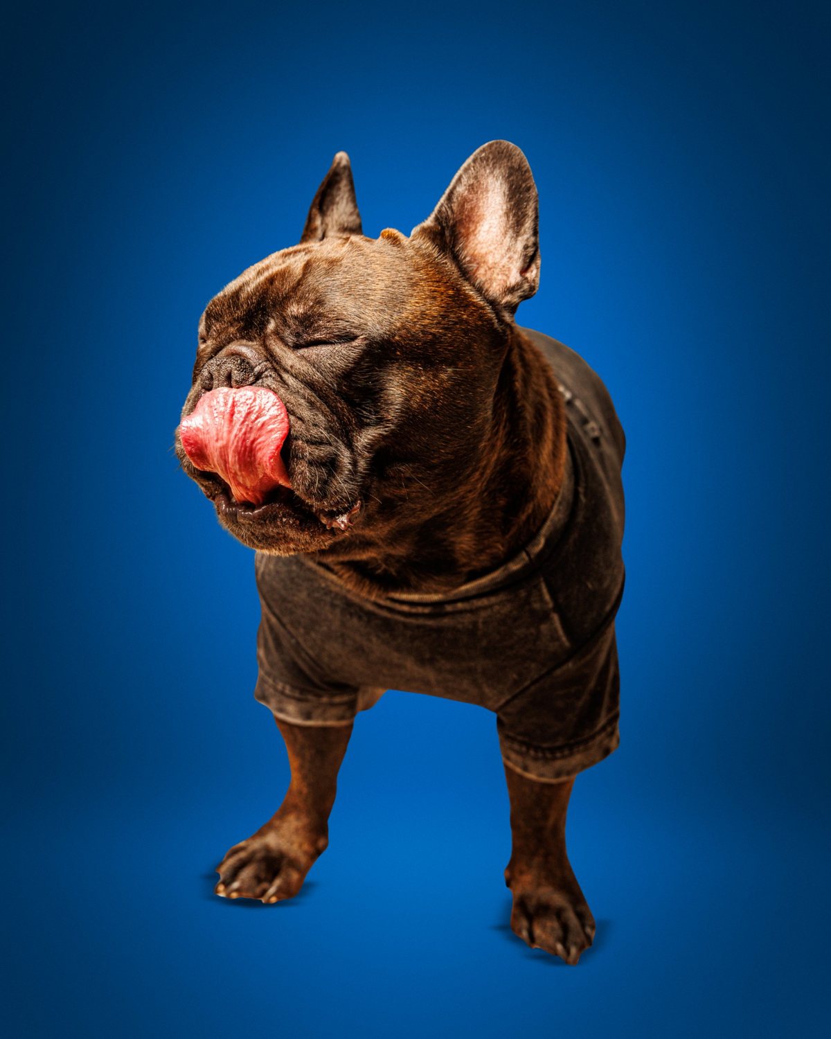 French bulldog in a gray t-shirt licking its nose against a bright blue backdrop